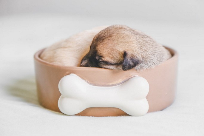 Щенок спит в миске для домашних животных